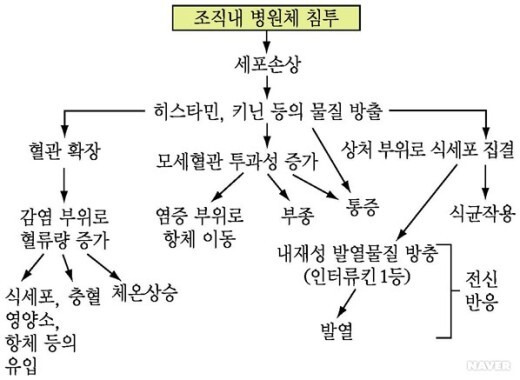 염증의 진행과정과 전신반응 백혈구 식세포